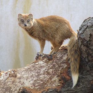 Female Yellow Mongoose, Root Zone, Ambika Paul Children's Zoo, Animal Adven