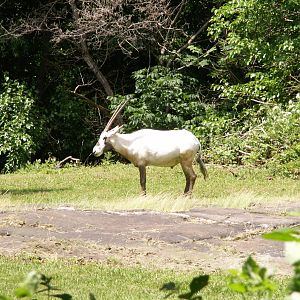 arbian oryx