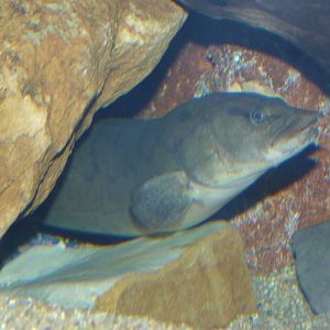 Mastacembelus armatus