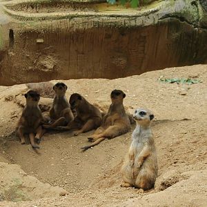 Meerkats