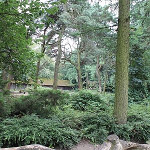 Enclosure Pere David's deer
