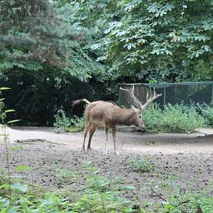 Pere David's deer