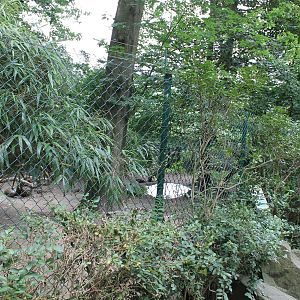 Enclosure Griffon vulture
