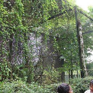 European eagle owl avairy