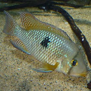 Andinoacara rivulatus