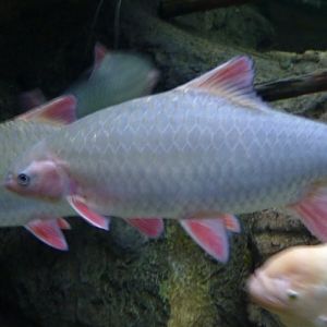 Spinibarbus denticulatus