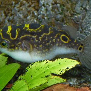 Tetraodon palembangensis