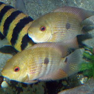 Heroina isonycterina