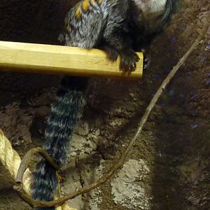 Callithrix geoffroyi