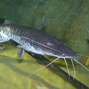 Pseudoplatystoma fasciatum