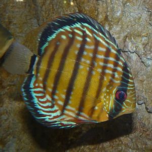 Symphysodon discus