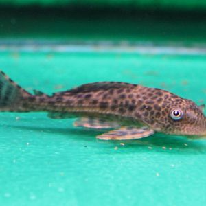 Gibbiceps catfish ID