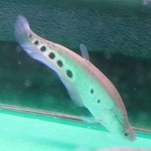 Clown knifefish ID