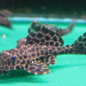 Gibbiceps catfish ID