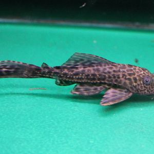 Gibbiceps catfish ID