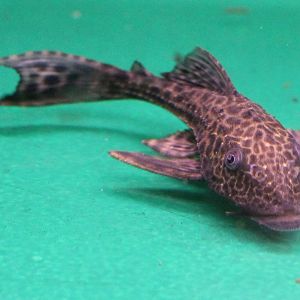 Gibbiceps catfish ID