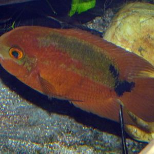 Hypselecara temporalis