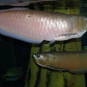 Osteoglossum bicirrhosum