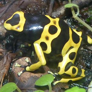 Dendrobates leucomelas