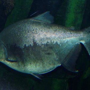 Colossoma macropomum