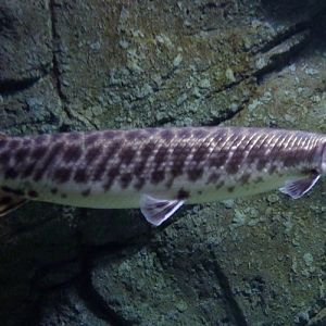 Lepisosteus oculatus