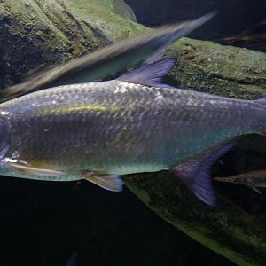 Megalops atlanticus