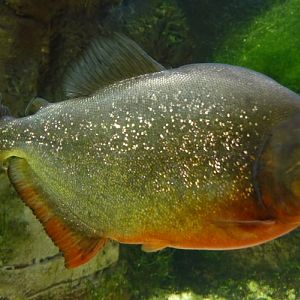 Serrasalmus nattereri