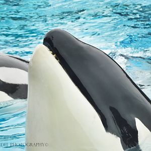 Jun. 2015 - Dine With Shamu - Keet and Corky