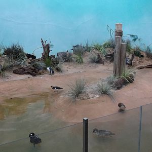 Bronx Zoo: October 2016