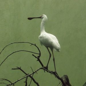 Bronx Zoo: October 2016