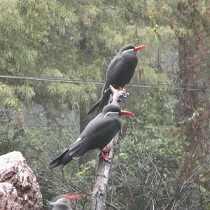 Bronx Zoo: October 2016