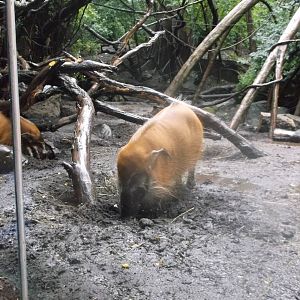 Bronx Zoo: October 2016