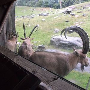 Bronx Zoo: October 2016