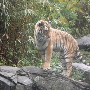 Bronx Zoo: October 2016