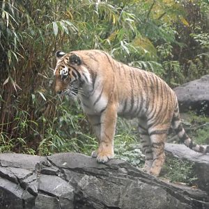 Bronx Zoo: October 2016