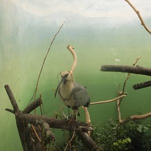 Bronx Zoo: October 2016