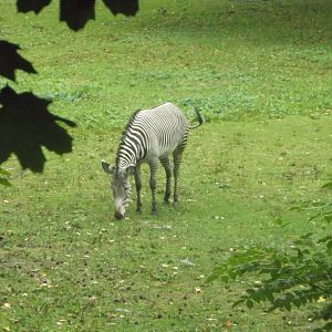 Bronx Zoo: October 2016