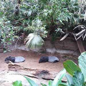 Bronx Zoo: October 2016