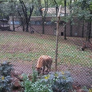 Bronx Zoo: October 2016