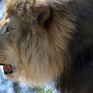 African Lion at San Diego Zoo 23rd April 2016