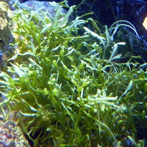 Caulerpa serrulata