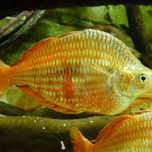 Melanotaenia splendida rubrostriata