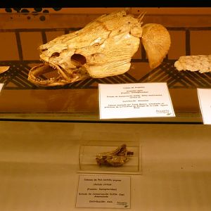 Arapaima skull, tongue and skin