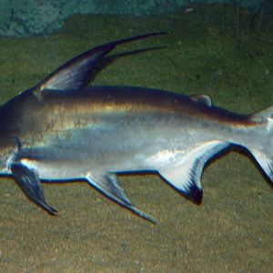 Pangasius saniitwongsei