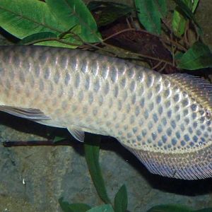 Scleropages jardinii