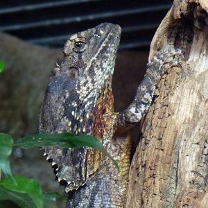 Frilled lizard portrait