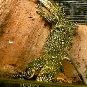 Dragon emerging from water