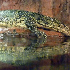 Dragon contemplating it's own reflection