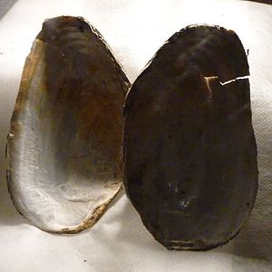 Margaritifera auricularia