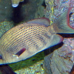 Paretroplus menarambo